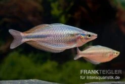 Goldie-Fluss-Regenbogenfisch, Melanotaenia Goldiei, 5 Tiere