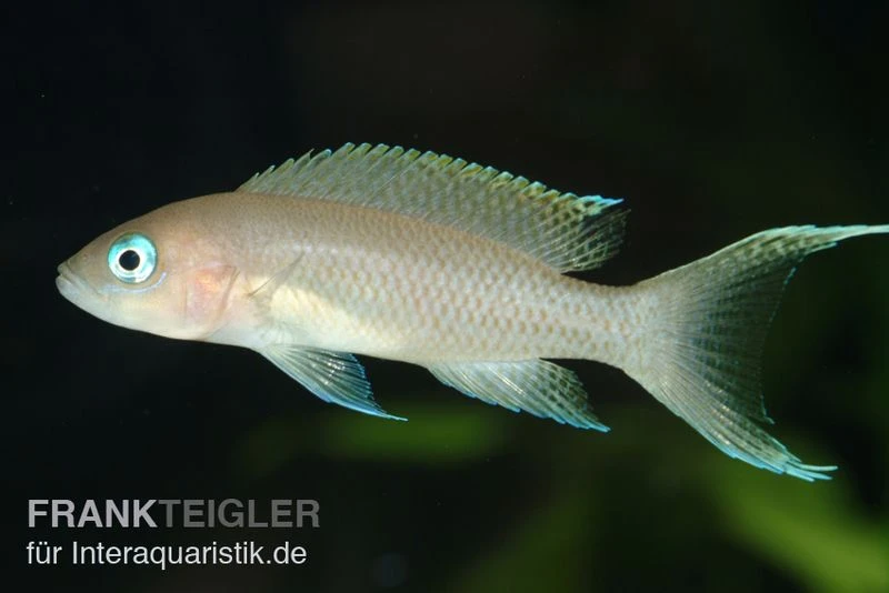 Gracilis-Buntbarsch, Neolamprologus Gracilis 3 Gracilis-Buntbarsch, Neolamprologus Gracilis