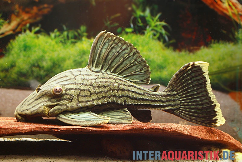 Green Royal Titan Pleco, Panaque Cf. Titan "L418" 3 Green Royal Titan Pleco, Panaque Cf. Titan "L418"