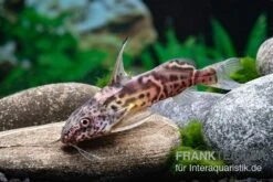 Greshoffs Fiederbartwels, Synodontis Greshoffi -Zoohandlung Greshoffs Fiederbartwels Synodontis greshoffi 2