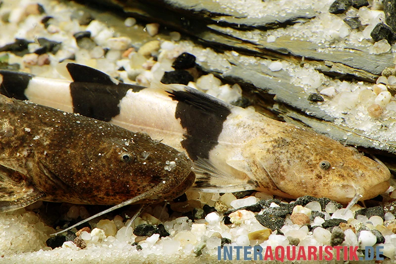 Großer Harlekinwels, Pseudopimelodus Bufonius 3 Großer Harlekinwels, Pseudopimelodus Bufonius