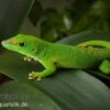 Grosser Madagaskar Taggecko, Phelsuma Mad. Grandis DNZ 2 Grosser Madagaskar Taggecko, Phelsuma Mad. Grandis DNZ -Zoohandlung Grosser Madagaskar Taggecko Phelsuma madagacariensis grandis 1