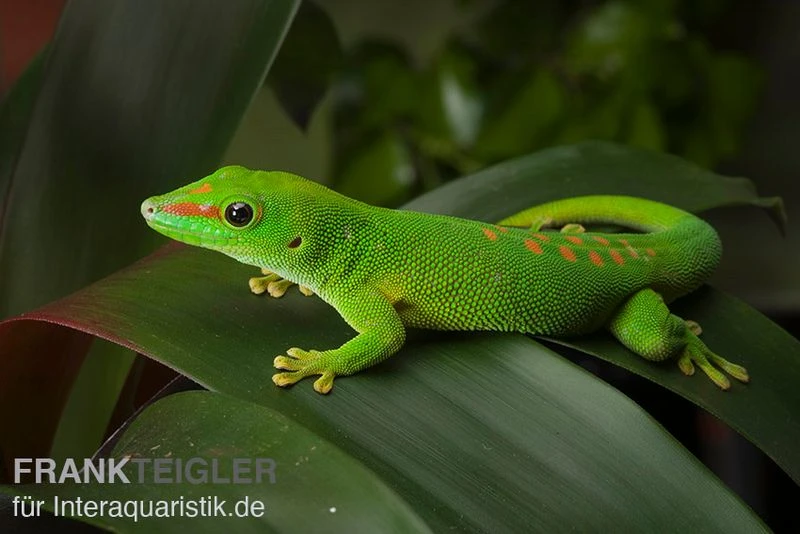 Grosser Madagaskar Taggecko, Phelsuma Mad. Grandis DNZ 3 Grosser Madagaskar Taggecko, Phelsuma Mad. Grandis DNZ