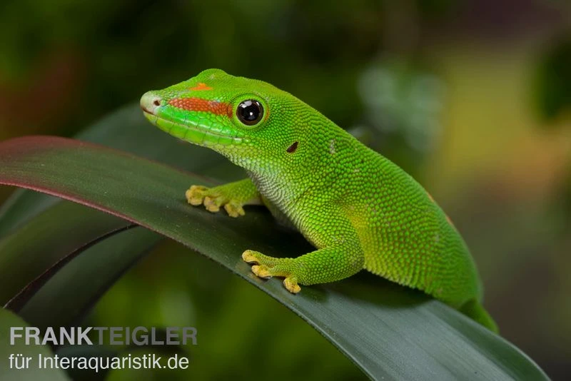 Grosser Madagaskar Taggecko, Phelsuma Mad. Grandis DNZ 4 Grosser Madagaskar Taggecko, Phelsuma Mad. Grandis DNZ – Bild 2