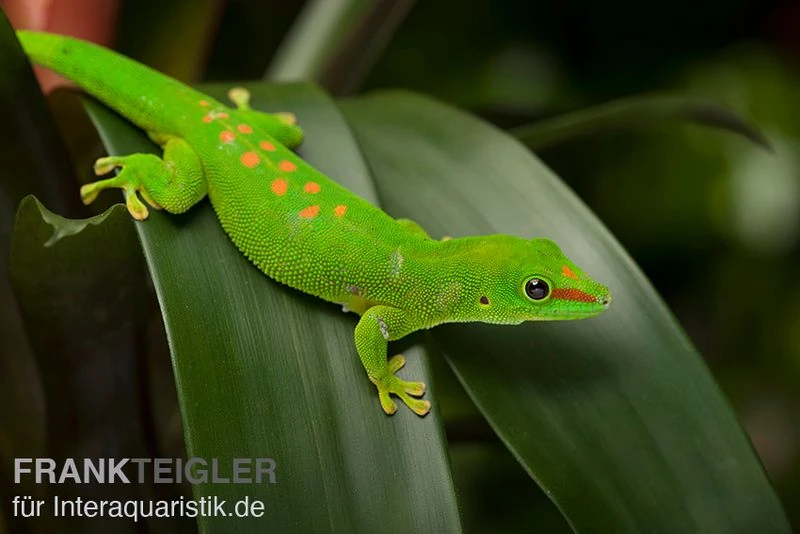 Grosser Madagaskar Taggecko, Phelsuma Mad. Grandis DNZ 5 Grosser Madagaskar Taggecko, Phelsuma Mad. Grandis DNZ – Bild 3