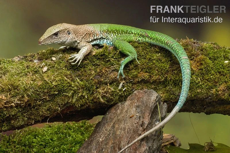 Grüne Ameive, Ameiva Ameiva 3 Grüne Ameive, Ameiva Ameiva