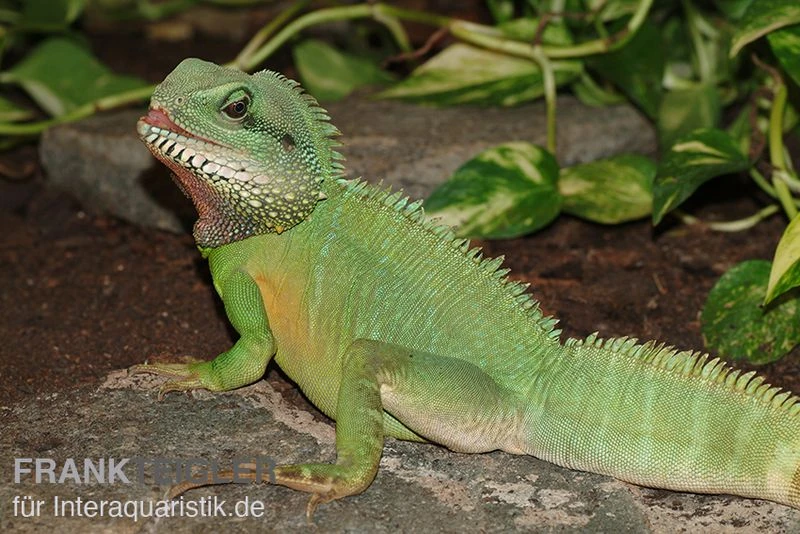 Grüne Wasseragame, Physignathus Cocincinus 5 Grüne Wasseragame, Physignathus Cocincinus – Bild 3