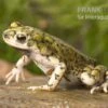 Grüne Zwergkröte, Bufo Debilis 1 Grüne Zwergkröte, Bufo Debilis -Zoohandlung Gruene Zwergkroete Bufo debilis 1