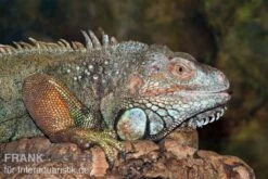 Grüner Leguan, Iguana Iguana -Zoohandlung Gruener Leguan Iguana iguana 3