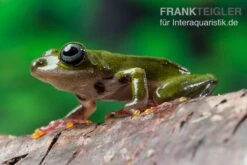Grüner Riedfrosch, Hyperolius Fusciventris -Zoohandlung Gruener Riedfrosch Hyperolius fusciventris 3