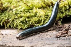 Grüngelber Tausendfüßer, Aulacobolus Sp. „Green-Yellow“ -Zoohandlung Gruengelber Tausendfuesser Aulacobolus sp Green Yellow 3