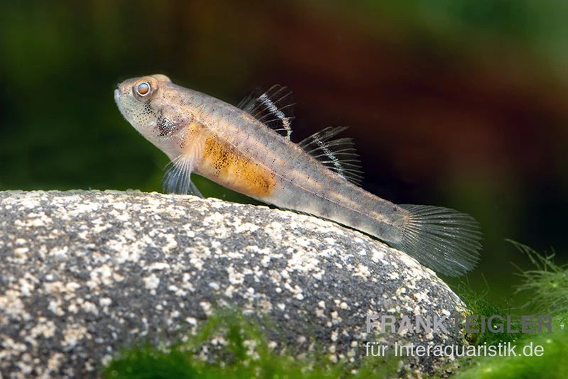 Sumatra Grundel, Mugilogobius Sp Sumatra, 5er Gruppe 3 Sumatra Grundel, Mugilogobius Sp Sumatra, 5er Gruppe