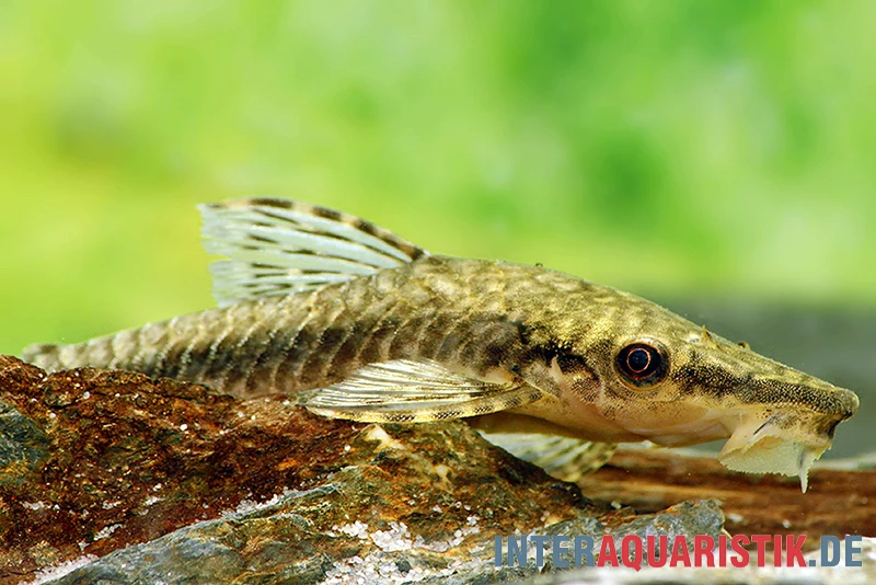 Gulare-Harnischwels (Gigant-Otocinclus), Hypoptopoma Gulare 3 Gulare-Harnischwels (Gigant-Otocinclus), Hypoptopoma Gulare