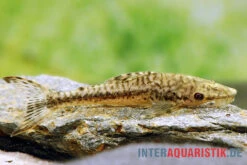 Gulare-Harnischwels (Gigant-Otocinclus), Hypoptopoma Gulare 5 Gulare-Harnischwels (Gigant-Otocinclus), Hypoptopoma Gulare -Zoohandlung Gulare Harnischwels Hypoptopoma gulare 2