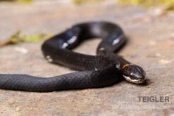 Halsbandnatter, Diadophis Punctatus -Zoohandlung Halsbandnatter Diadophis punctatus 3