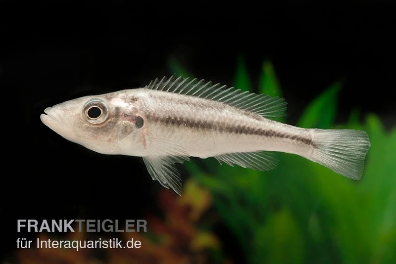 Victoria-Forellencichlide, Haplochromis Thereutheurion, DNZ 3 Victoria-Forellencichlide, Haplochromis Thereutheurion, DNZ