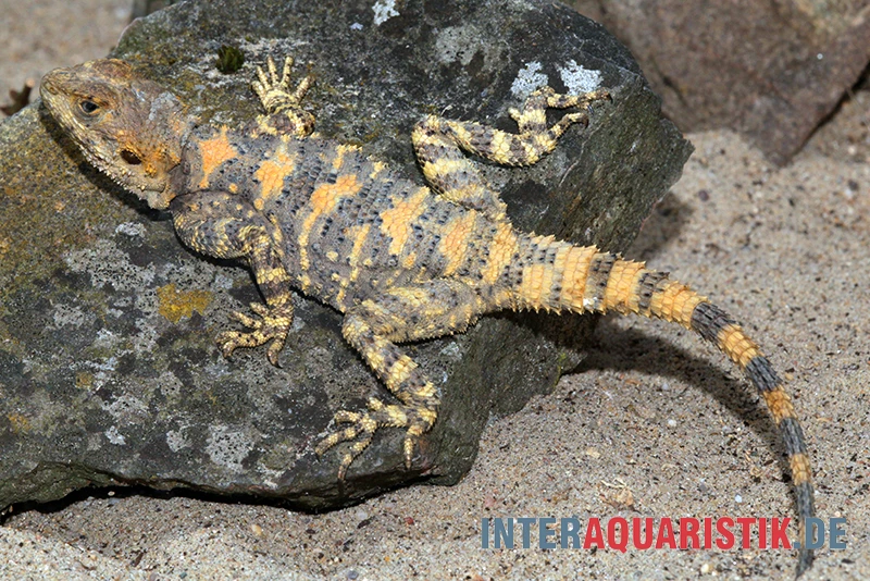 Hardun, Laudakia Stellio Brachydactyla 3 Hardun, Laudakia Stellio Brachydactyla