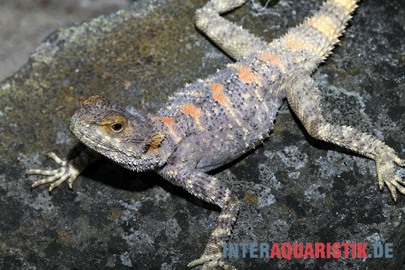 Hardun, Laudakia Stellio Brachydactyla 4 Hardun, Laudakia Stellio Brachydactyla – Bild 2