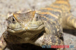 Hardun, Laudakia Stellio Brachydactyla 9 Hardun, Laudakia Stellio Brachydactyla -Zoohandlung Hardun Laudakia stellio brachydactyla 3