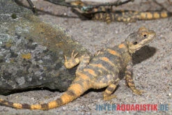 Hardun, Laudakia Stellio Brachydactyla 10 Hardun, Laudakia Stellio Brachydactyla -Zoohandlung Hardun Laudakia stellio brachydactyla 4