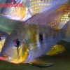 Heckels Buntbarsch, Acarichthys Heckelii -Zoohandlung Heckels Buntbarsch Acarichthys heckelii 1