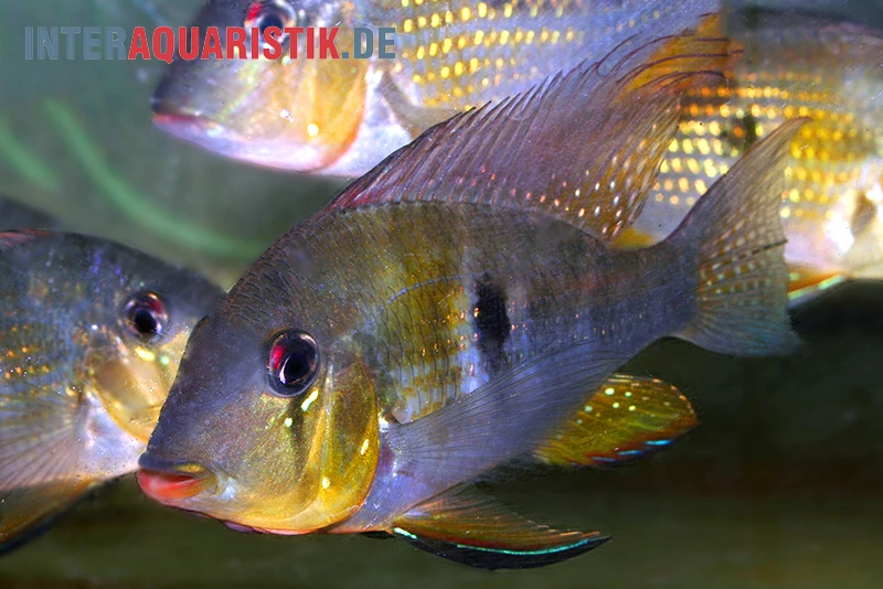 Heckels Buntbarsch, Acarichthys Heckelii 3 Heckels Buntbarsch, Acarichthys Heckelii