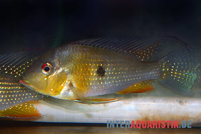 Heckels Buntbarsch, Acarichthys Heckelii 4 Heckels Buntbarsch, Acarichthys Heckelii – Bild 2