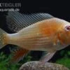 Heckels Buntbarsch Albino, Acarichthys Heckelii -Zoohandlung Heckels Buntbarsch albino Acarichthys heckelii 1