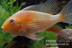 Heckels Buntbarsch Albino, Acarichthys Heckelii -Zoohandlung Heckels Buntbarsch albino Acarichthys heckelii 2