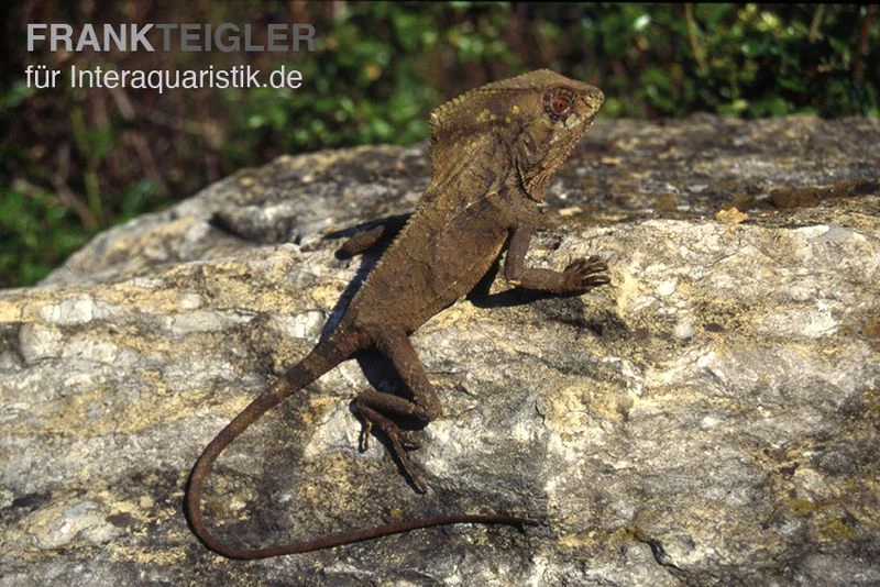 Helmleguan, Corytophanes Cristatus 3 Helmleguan, Corytophanes Cristatus