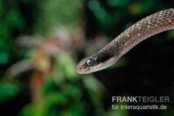 Herald-Schlange, Crotaphopeltis Hotamboeia 7 Herald-Schlange, Crotaphopeltis Hotamboeia -Zoohandlung Herald Schlange Crotaphopeltis hotamboeia