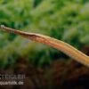 Heterosoma-Süßwassernadel, Doryichthys Heterosoma (Long Mouth Pipefish) 1 Heterosoma-Süßwassernadel, Doryichthys Heterosoma (Long Mouth Pipefish) -Zoohandlung Heterosoma Suesswassernadel Doryichthys heterosoma 1