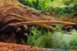 Heterosoma-Süßwassernadel, Doryichthys Heterosoma (Long Mouth Pipefish) 21 Heterosoma-Süßwassernadel, Doryichthys Heterosoma (Long Mouth Pipefish) -Zoohandlung Heterosoma Suesswassernadel Doryichthys heterosoma 10