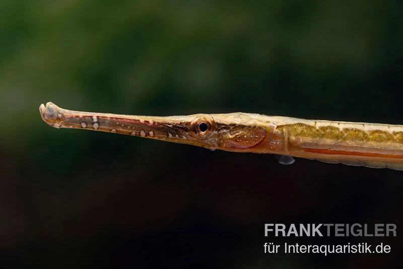 Heterosoma-Süßwassernadel, Doryichthys Heterosoma (Long Mouth Pipefish) 4 Heterosoma-Süßwassernadel, Doryichthys Heterosoma (Long Mouth Pipefish) – Bild 2