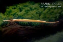 Heterosoma-Süßwassernadel, Doryichthys Heterosoma (Long Mouth Pipefish) 14 Heterosoma-Süßwassernadel, Doryichthys Heterosoma (Long Mouth Pipefish) -Zoohandlung Heterosoma Suesswassernadel Doryichthys heterosoma 3