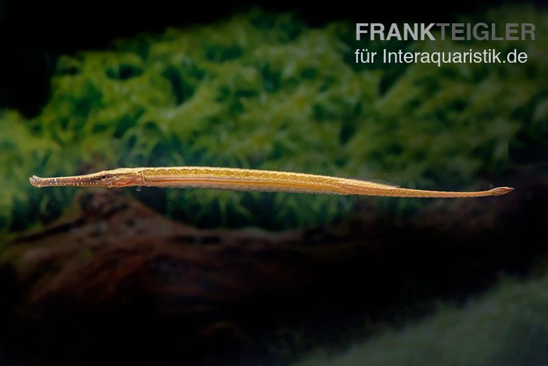 Heterosoma-Süßwassernadel, Doryichthys Heterosoma (Long Mouth Pipefish) 5 Heterosoma-Süßwassernadel, Doryichthys Heterosoma (Long Mouth Pipefish) – Bild 3