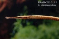 Heterosoma-Süßwassernadel, Doryichthys Heterosoma (Long Mouth Pipefish) 15 Heterosoma-Süßwassernadel, Doryichthys Heterosoma (Long Mouth Pipefish) -Zoohandlung Heterosoma Suesswassernadel Doryichthys heterosoma 4