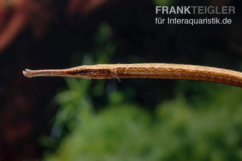 Heterosoma-Süßwassernadel, Doryichthys Heterosoma (Long Mouth Pipefish) 6 Heterosoma-Süßwassernadel, Doryichthys Heterosoma (Long Mouth Pipefish) – Bild 4