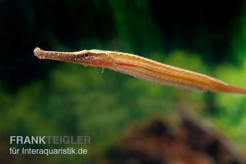 Heterosoma-Süßwassernadel, Doryichthys Heterosoma (Long Mouth Pipefish) 7 Heterosoma-Süßwassernadel, Doryichthys Heterosoma (Long Mouth Pipefish) – Bild 5