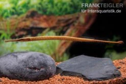 Heterosoma-Süßwassernadel, Doryichthys Heterosoma (Long Mouth Pipefish) 17 Heterosoma-Süßwassernadel, Doryichthys Heterosoma (Long Mouth Pipefish) -Zoohandlung Heterosoma Suesswassernadel Doryichthys heterosoma 6