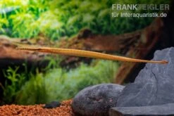 Heterosoma-Süßwassernadel, Doryichthys Heterosoma (Long Mouth Pipefish) 19 Heterosoma-Süßwassernadel, Doryichthys Heterosoma (Long Mouth Pipefish) -Zoohandlung Heterosoma Suesswassernadel Doryichthys heterosoma 8