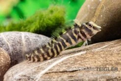 Heyligeri-Schleimfisch, Phenablennius Heyligeri -Zoohandlung Heyligeri Schleimfisch Phenablennius heyligeri neu 3