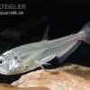 Payara, Hundezahnsalmler, Hydrolycus Scomberoides 1 Payara, Hundezahnsalmler, Hydrolycus Scomberoides -Zoohandlung Hydrolycus scomberoides Hundezahnsalmler Payara