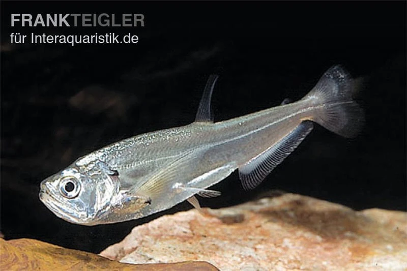 Payara, Hundezahnsalmler, Hydrolycus Scomberoides 3 Payara, Hundezahnsalmler, Hydrolycus Scomberoides