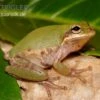 Eichhörnchenfrosch, Hyla Squirella 1 Eichhörnchenfrosch, Hyla Squirella -Zoohandlung Hyla squirella regenfrosch eichhoernchenfrosch