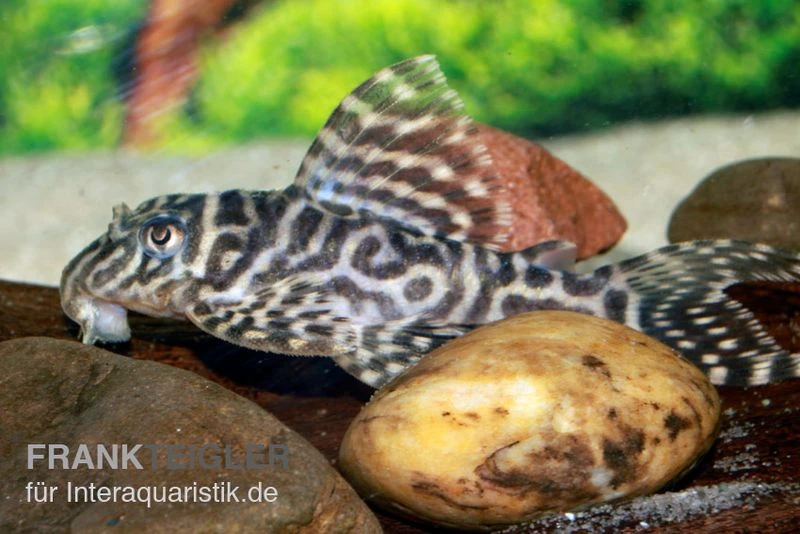 Großer Ozelot-Harnischwels, Hypancistrus Spec. L400, 5-6 Cm 3 Großer Ozelot-Harnischwels, Hypancistrus Spec. L400, 5-6 Cm