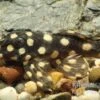 Mini Snowball Pleco, L471, Hypancistrus Sp. "Dwarf" -Zoohandlung Hypancistrus spec dwarf L471