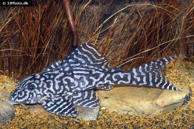 Iriri-Harnischwels, Hypancistrus Spec. L236, 4-5 Cm 3 Iriri-Harnischwels, Hypancistrus Spec. L236, 4-5 Cm