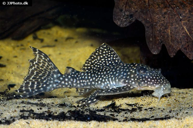 Wels L136a Demini-Engelsharnischwels, Hypancistrus Sp. KLEINE PUNKTE 3 Wels L136a Demini-Engelsharnischwels, Hypancistrus Sp. KLEINE PUNKTE