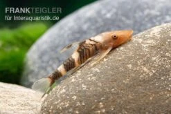 Orange-Otocinclus, Nannoptoma Spec. Orange -Zoohandlung Hypoptopoma sp Peru Orange 11